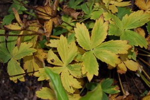 Astrantia_0354.jpg