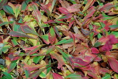 Polygonum_affine.jpg