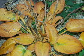 Hosta_0340.jpg