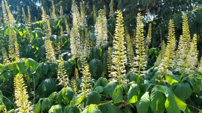 Aesculus parviflora Strauchkastanie