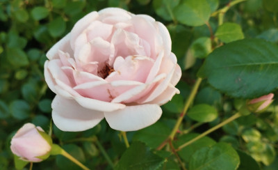 Eine recht gesunde Kletterrose (New Dawn vielleicht?)