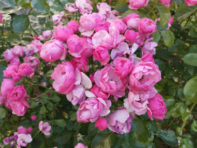 PinkRose2.jpg