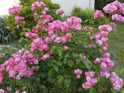 PinkRose1.jpg