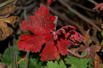 Geranium_0338.jpg