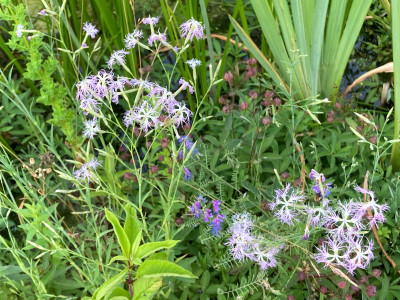 IMG_0011.jpeg