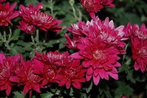 Chrysanteme_0350.jpg