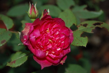 Cardinal_0343.jpg