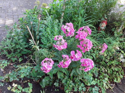 Flammenblume