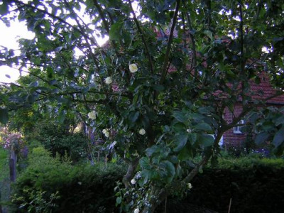 Ostbarbier.JPG