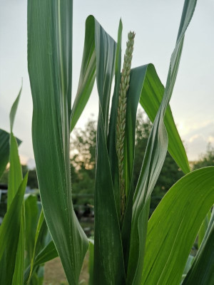 Mais Blüte 20250702.jpeg
