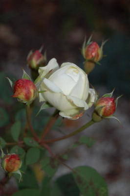 Winchester_0349.jpg
