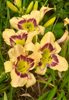 Hemerocallis Arnold Raecker