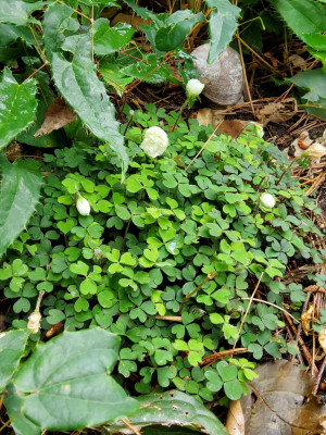 Oxalis Nelson.jpg