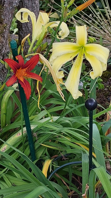 Taglilien
