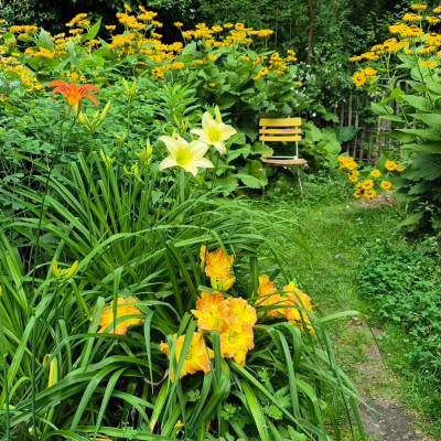 20250703_114731 Hemerocallis.jpg