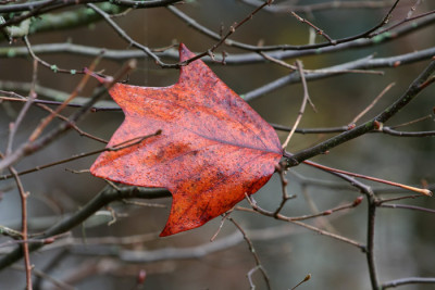Einsame-Blatt-4.jpg