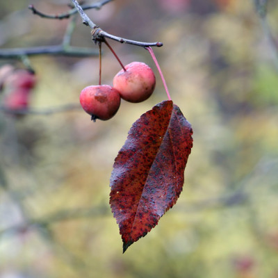 Einsame-Blatt.jpg