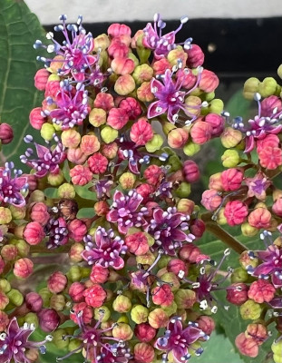 Hydrangea