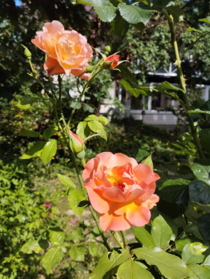 Orange1.jpg