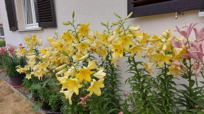 20250703_171531(1).jpeg