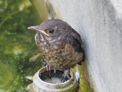 klein amsel2-p.JPG