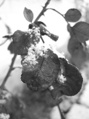 Kopie_von_DSCF0997.jpg