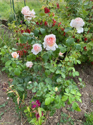 IMG_6758.jpeg