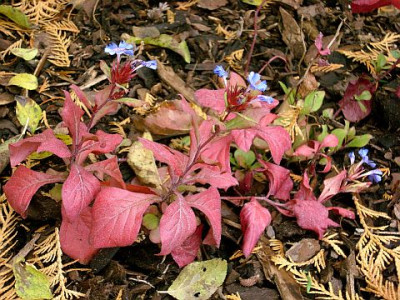 ceratostigma_plumbaginoides_2008-10-05_238.jpg