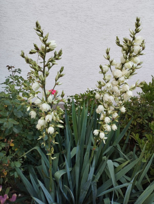 Yucca.jpg