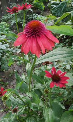 Echinacea Eccentric