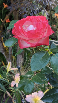 Rose Nostalgia