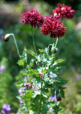 Papaver somniferum Black Swan