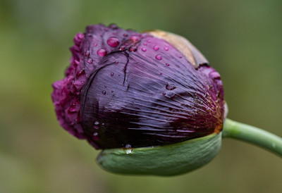 Papaver somniferum Black peony