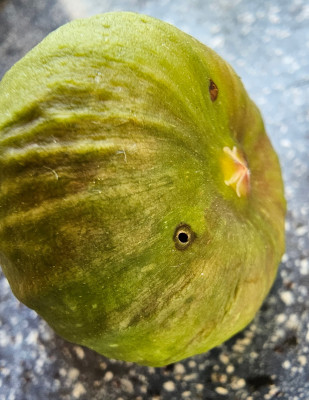 Black Fig Fly 2.jpg