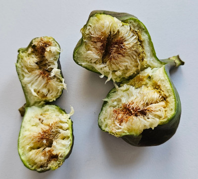 Black Fig Fly 1.jpg