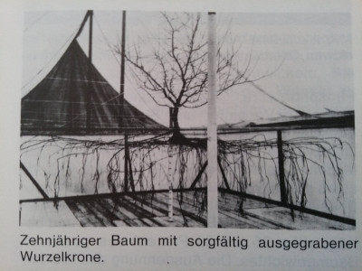 Wurzelkrone.jpg