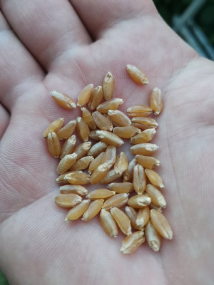 Durum Limbodur Korn 20250703.jpeg