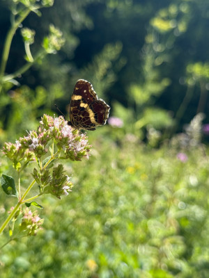 IMG_4039.jpeg