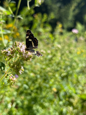 IMG_4037.jpeg