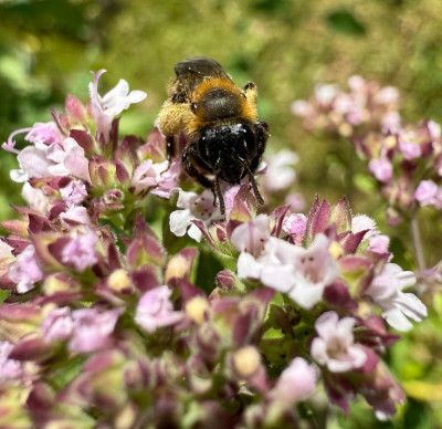 Andrena Bicolor