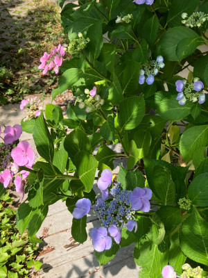 IMG_7102.jpeg