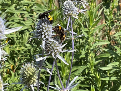 IMG_2725.jpeg