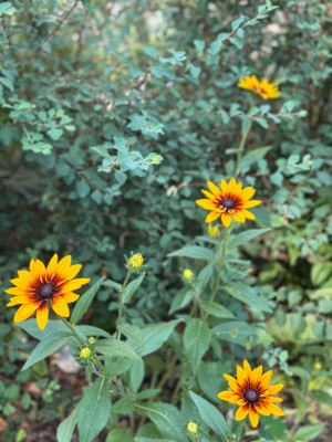 IMG_7186.jpeg
