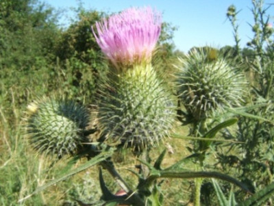 DSCF2653.JPG
