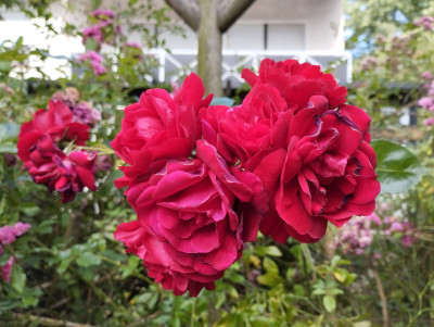 RedRose3.jpg