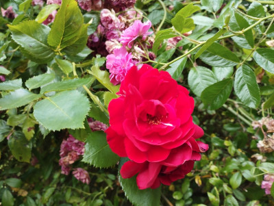 RedRose2.jpg