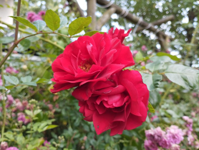 RedRose1.jpg
