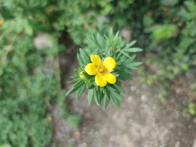 potentilla fruticosa.jpg