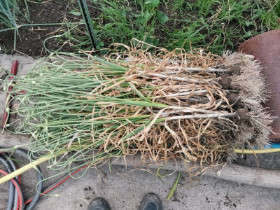 Knoblauch Ernte 2 20250704.jpeg