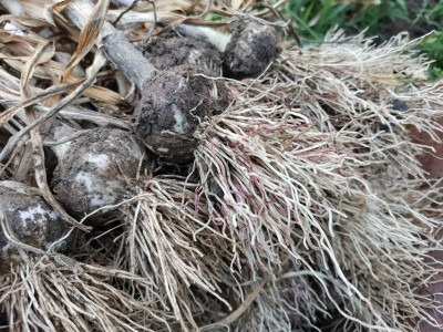 Knoblauch Ernte 3 20250704.jpeg